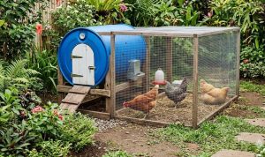 Kandang Ayam Drum atau Kayu, Mana yang Lebih Tahan Lama dan Ekonomis?