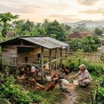 Kebiasaan Pagi Hari yang Berdampak Besar untuk Pertumbuhan Ayam