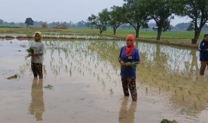Kendala Lahan Tadah Hujan: Padi Sumbermulya Haurgeulis Terlambat Tanam