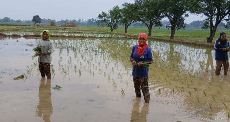 Kendala Lahan Tadah Hujan: Padi Sumbermulya Haurgeulis Terlambat Tanam