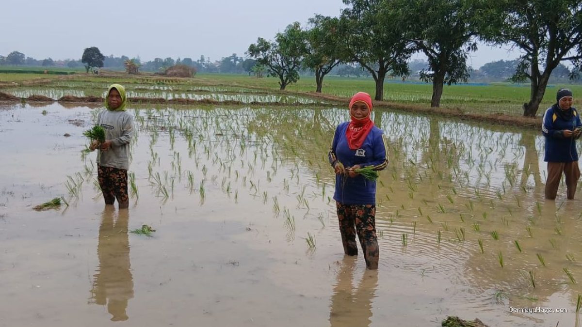 Kendala Lahan Tadah Hujan: Padi Sumbermulya Haurgeulis Terlambat Tanam