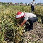 Lapas Indramayu: Produksi 4 Ton Gabah, Panen Harapan di Balik Tembok