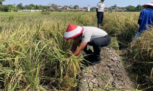 Lapas Indramayu: Produksi 4 Ton Gabah, Panen Harapan di Balik Tembok
