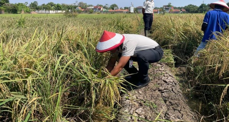 Lapas Indramayu: Produksi 4 Ton Gabah, Panen Harapan di Balik Tembok