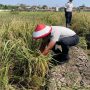 Lapas Indramayu: Produksi 4 Ton Gabah, Panen Harapan di Balik Tembok
