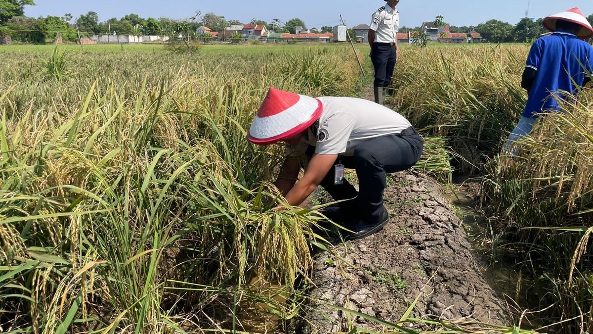 Lapas Indramayu: Produksi 4 Ton Gabah, Panen Harapan di Balik Tembok