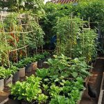 Memanfaatkan Limbah Ternak untuk Kebun Produktif