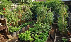 Memanfaatkan Limbah Ternak untuk Kebun Produktif