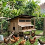 Membuat Kandang Umbaran Ayam di Lahan Terbatas agar Sehat dan Berkembang