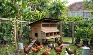 Membuat Kandang Umbaran Ayam di Lahan Terbatas agar Sehat dan Berkembang