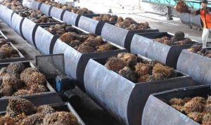 Mengubah Limbah Sawit Menjadi Listrik oleh PLN