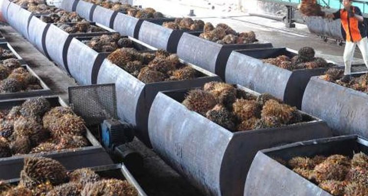 Mengubah Limbah Sawit Menjadi Listrik oleh PLN