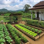 Model Kebun dan Peternakan Mini untuk Tambahan Penghasilan di Rumah