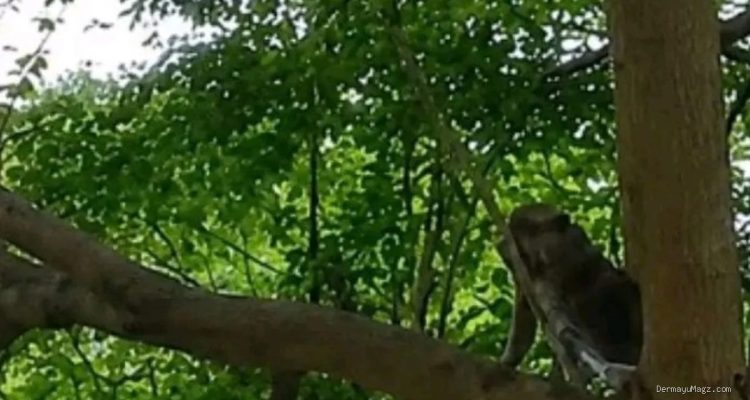 Monyet Liar Indramayu Viral: Damkar Kejar Seharian, Belum Tertangkap