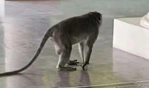 Monyet Liar Muncul di Indramayu, Damkar Beri Imbauan Warga