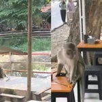 Monyet Liar Resahkan Warga Jalan Veteran Sindang, Waspada Pengunjung