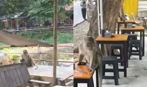 Monyet Liar Resahkan Warga Jalan Veteran Sindang, Waspada Pengunjung