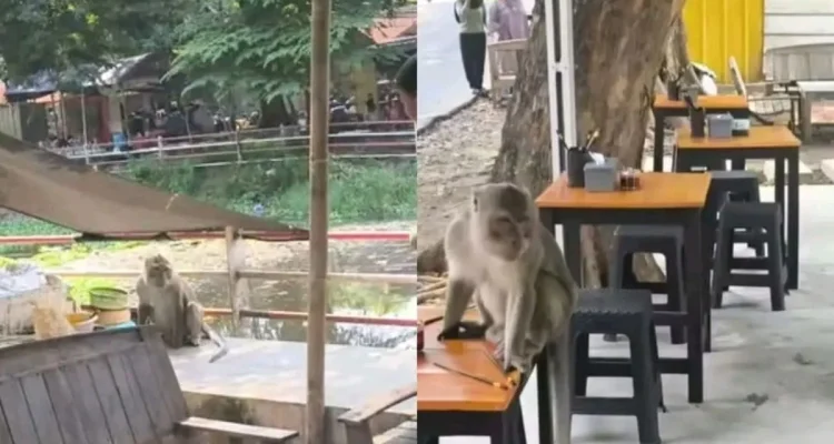 Monyet Liar Resahkan Warga Jalan Veteran Sindang, Waspada Pengunjung