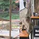 Monyet Liar Taman Cimanuk Indramayu Kelaparan Cari Makan