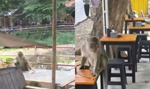 Monyet Liar Taman Cimanuk Indramayu Kelaparan Cari Makan