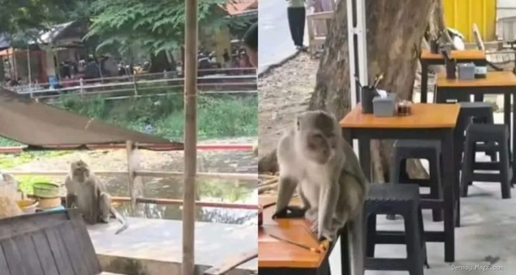 Monyet Liar Taman Cimanuk Indramayu Kelaparan Cari Makan
