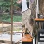 Monyet Liar Taman Cimanuk Indramayu Kelaparan Cari Makan