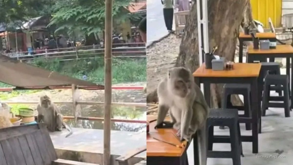 Monyet Liar Taman Cimanuk Indramayu Kelaparan Cari Makan