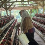 Nahtadia Bangkitkan Kehidupan Melalui Ternak Ayam Petelur