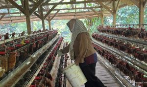 Nahtadia Bangkitkan Kehidupan Melalui Ternak Ayam Petelur