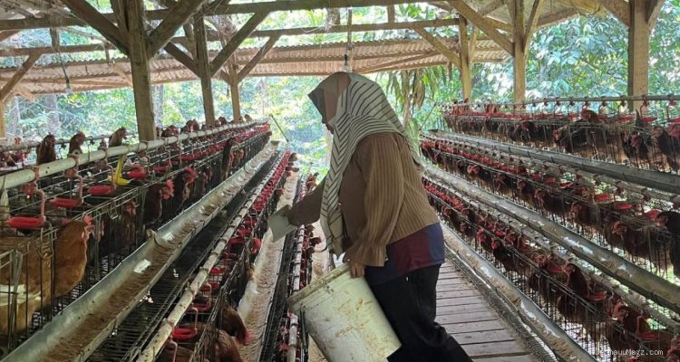 Nahtadia Bangkitkan Kehidupan Melalui Ternak Ayam Petelur