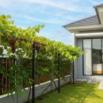Pagar Rumah Tak Lagi Membosankan dengan 9 Ide Kebun Rambat Sederhana