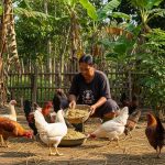 Pakan Ayam Kampung Murah, Bergizi, dan Mudah Ditemukan di Desa