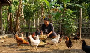 Pakan Ayam Kampung Murah, Bergizi, dan Mudah Ditemukan di Desa