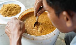 Pakan Ayam Kampung untuk Pemula, Hemat dan Cepat Tumbuh