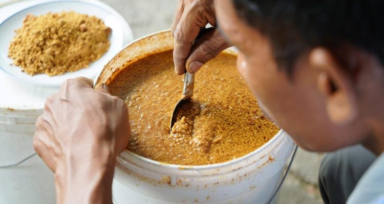 Pakan Ayam Kampung untuk Pemula, Hemat dan Cepat Tumbuh