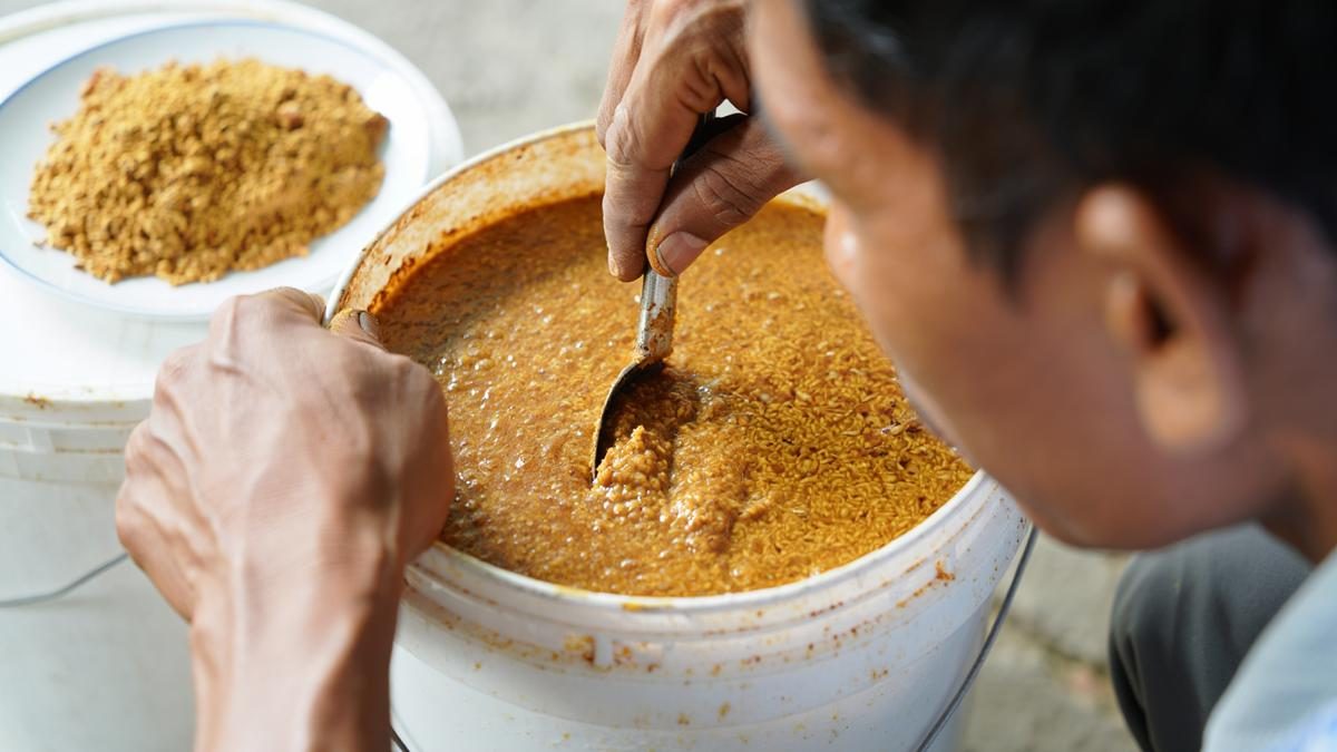Pakan Ayam Kampung untuk Pemula, Hemat dan Cepat Tumbuh