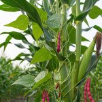 Panen Ganda di Lahan yang Sama: Sistem Tumpang Sari Kacang Merah dan Jagung