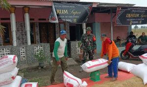 Panen Padi Sumuradem: Babinsa Pastikan Hasil Tani untuk Kesejahteraan Petani