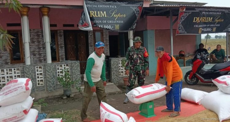 Panen Padi Sumuradem: Babinsa Pastikan Hasil Tani untuk Kesejahteraan Petani