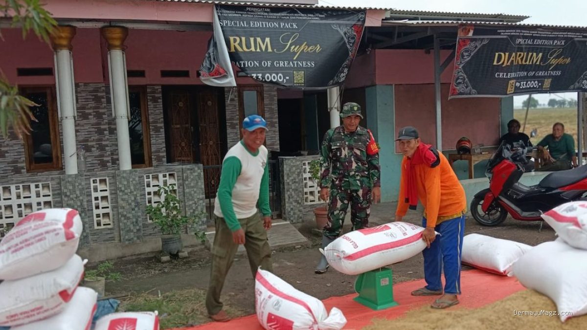 Panen Padi Sumuradem: Babinsa Pastikan Hasil Tani untuk Kesejahteraan Petani