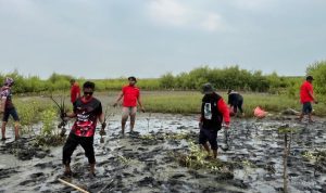 PDIP Indramayu Tanam Mangrove: Peduli Lingkungan Pesisir Kandanghaur
