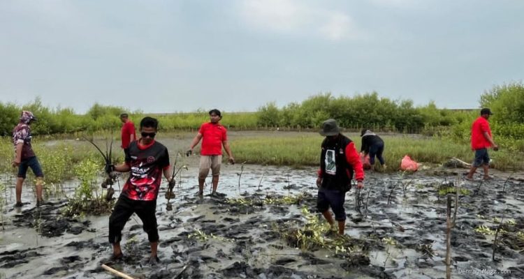 PDIP Indramayu Tanam Mangrove: Peduli Lingkungan Pesisir Kandanghaur