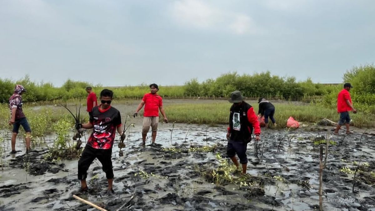 PDIP Indramayu Tanam Mangrove: Peduli Lingkungan Pesisir Kandanghaur