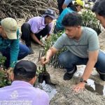 Pelepasan 50 Tukik dan Penanaman 500 Bibit Mangrove di Pulau Sabira