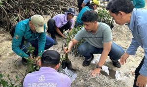 pelepasan-50-tukik-dan-penanaman-500-bibit-mangrove-di-pulau-sabira-58748 Pelepasan 50 Tukik dan Penanaman 500 Bibit Mangrove di Pulau Sabira