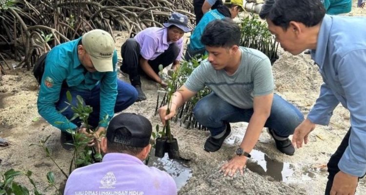 Pelepasan 50 Tukik dan Penanaman 500 Bibit Mangrove di Pulau Sabira