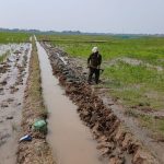 Petani Salamdarma Tebar Benih, Produksi Padi Dongkrak Musim Tanam Kedua