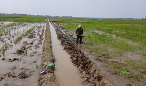 Petani Salamdarma Tebar Benih, Produksi Padi Dongkrak Musim Tanam Kedua