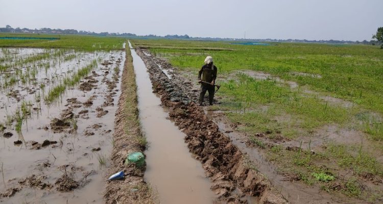 Petani Salamdarma Tebar Benih, Produksi Padi Dongkrak Musim Tanam Kedua