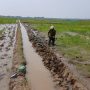 Petani Salamdarma Tebar Benih, Produksi Padi Dongkrak Musim Tanam Kedua